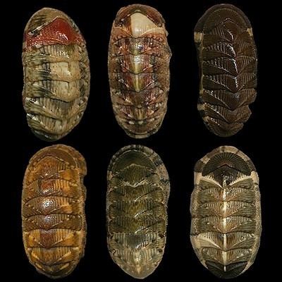 Chiton olivaceus - Alchetron, The Free Social Encyclopedia