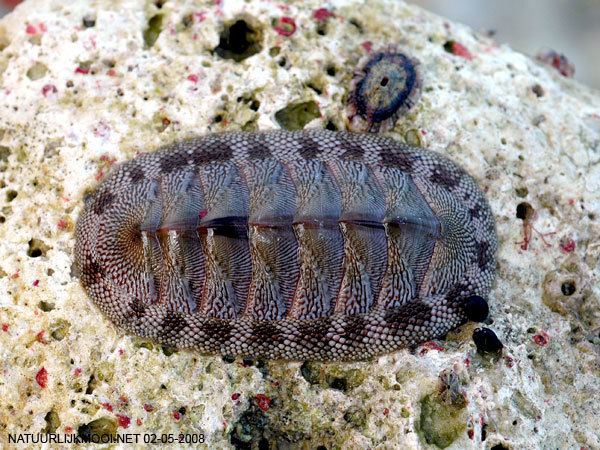 Chiton tuberculatus wwwcascitphotogalleryANIMALIAMOLLUSCAPOLYPLA