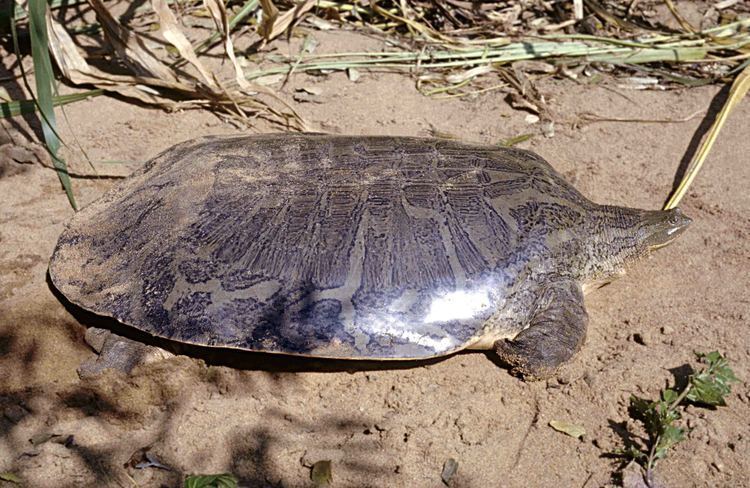 Chitra (genus) Indian Narrowheaded Softshell Turtle Chitra indica
