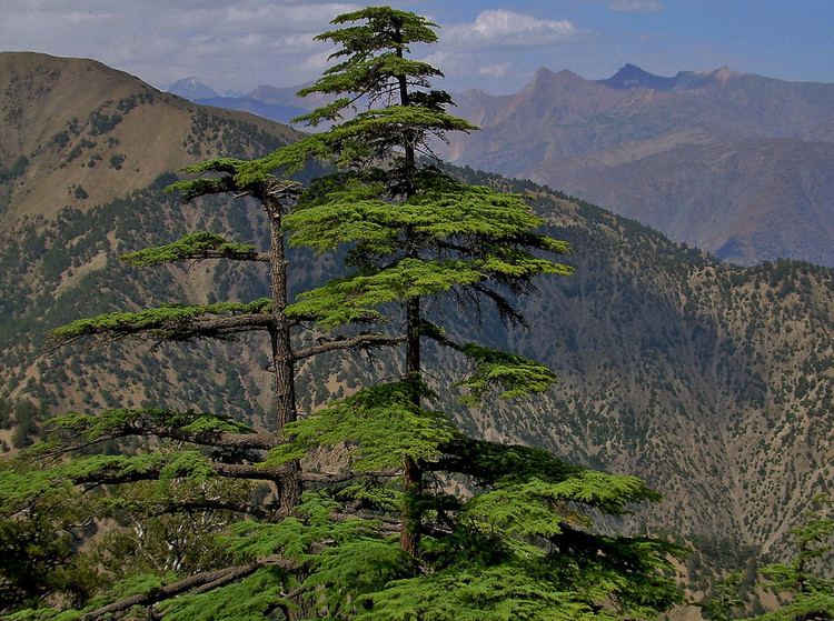 Chitral National Park Cedar Trees in Chitral Gol National Park in Chitral Distri Flickr