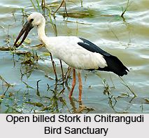 Chitrangudi Bird Sanctuary wwwindianetzonecomphotosgallery90Chitrangudi