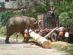 Chittar, Kerala httpsuploadwikimediaorgwikipediacommonsthu