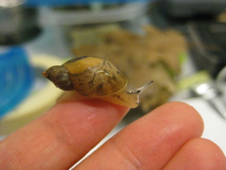 Chittenango ovate amber snail Chittenango Ovate Amber Snail Endangered Species Ecological