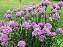 Chives Chives Wikipedia