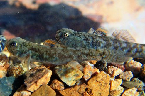 Chlamydogobius Chlamydogobius ranunculus