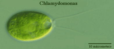 A 10 micrometers size of Chlamydomonas.