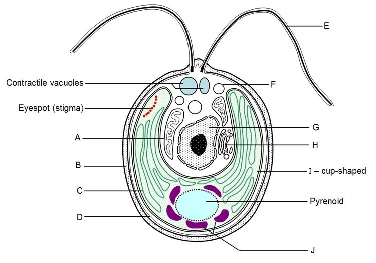 Diagram showing the parts of Chlamydomonas.