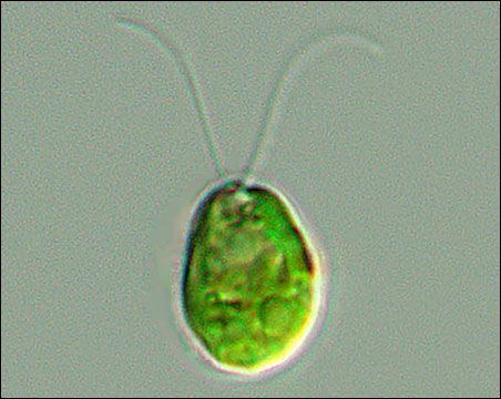 Chlamydomonas, a genus of green algae.