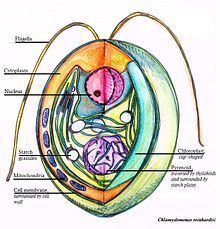 Different parts of Chlamydomonas.