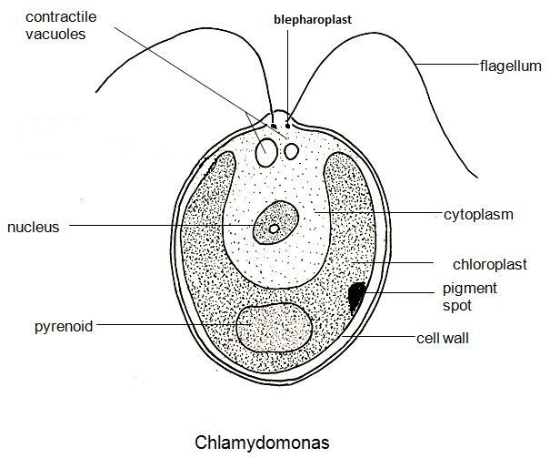 Chlamydomonas Everything You Need To Know With Photos Videos
