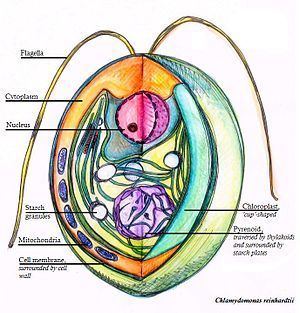 Chlamydomonas reinhardtii Chlamydomonas reinhardtii Wikipedia