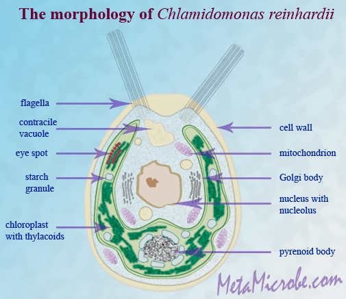 Chlamydomonas reinhardtii Chlamydomonas reinhardtii unicellular algae life cycle cell
