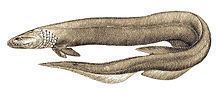 Chlamydoselachus httpsuploadwikimediaorgwikipediacommonsthu