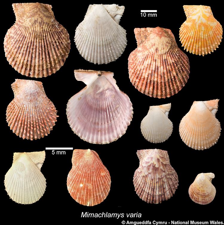 Chlamys varia Mimachlamys varia Linnaeus 1758 Marine Bivalve Shells of the