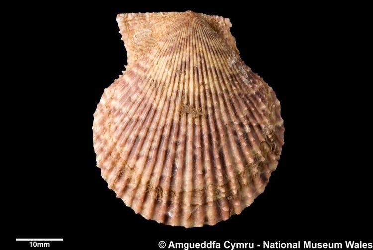 Chlamys varia Mimachlamys varia Linnaeus 1758 Marine Bivalve Shells of the