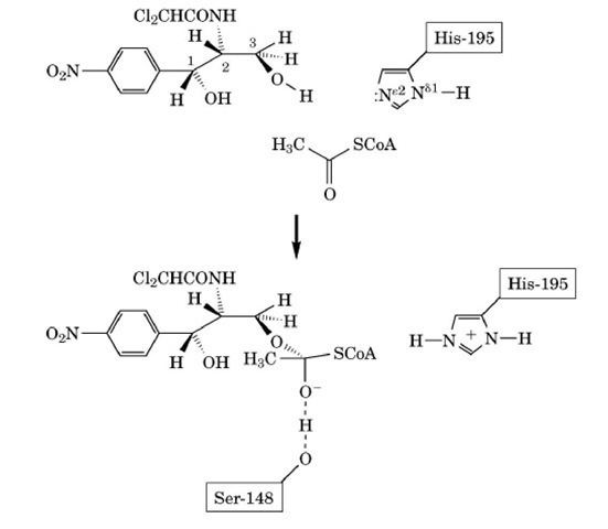 Chloramphenicol acetyltransferase Chloramphenicol Acetyltransferase Molecular Biology