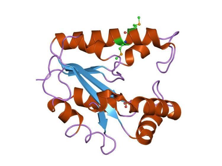 Chloramphenicol phosphotransferase-like protein family