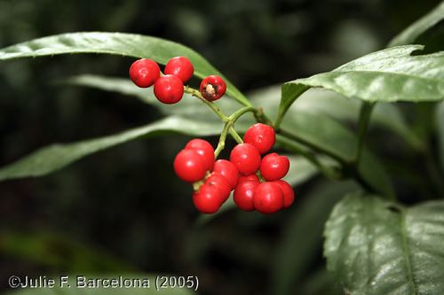 Chloranthaceae CHLORANTHACEAE Sarcandra glabra Bohol Julie F Barcelona Flickr