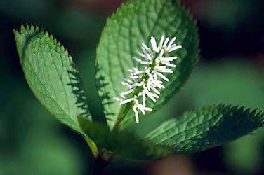 Chloranthaceae Chloranthaceae