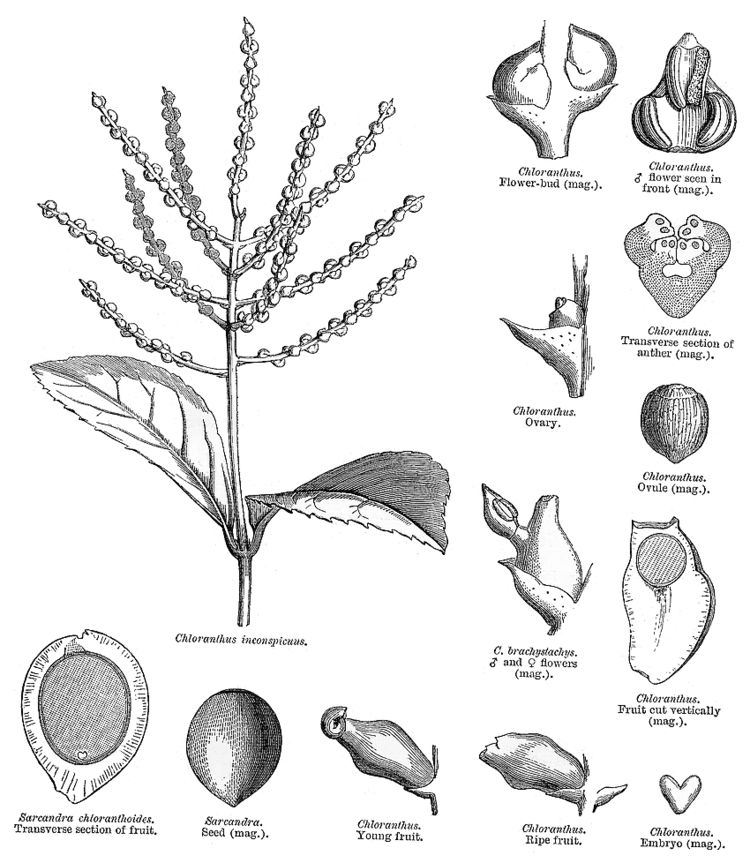 Chloranthaceae Angiosperm families Chloranthaceae R Br