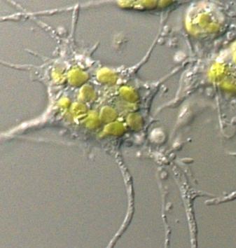 Chlorarachniophyte protistsandfungi chlorarachniophytes