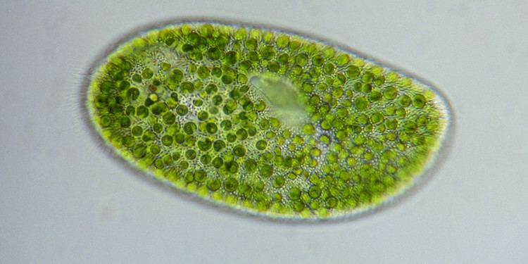Chlorella What Is Chlorella Health Benefits Of The Green Algae Including Why