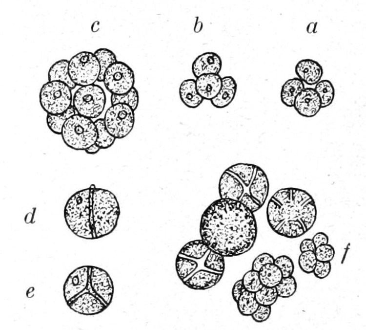 Chlorella autotrophica