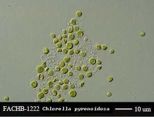 Chlorella pyrenoidosa Chlorella pyrenoidosaFreshwater Algae Culture Collection at the