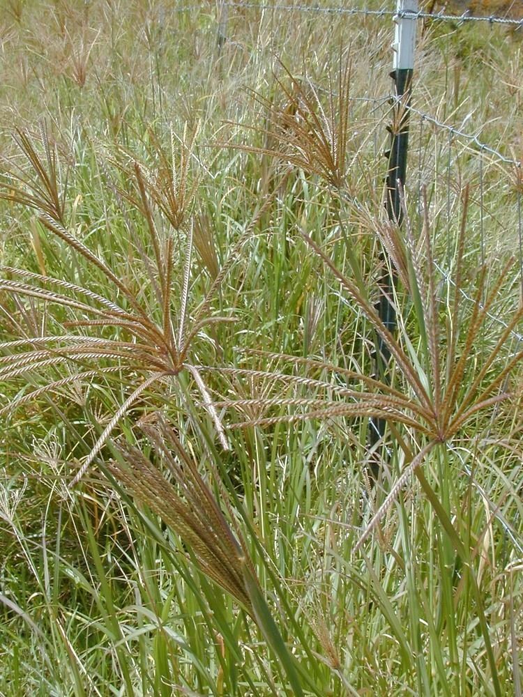 Chloris (plant) Chloris gayana Rhodes windmillgrass Go Botany