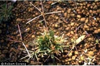 Chloris (plant) Plants Profile for Chloris windmill grass
