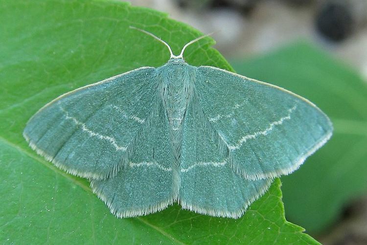 Chlorissa viridata Chlorissa Lepidoptera of Belarus