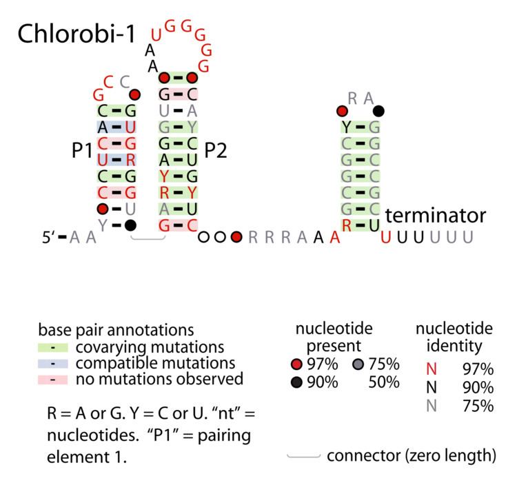 Chlorobi-1 RNA motif