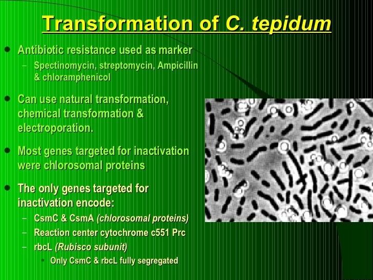 Chlorobium tepidum Chromosomal Gene Inactivation In The Green Sulfur Bacterium Chlorobiu
