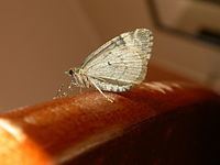 Chloroclysta miata httpsuploadwikimediaorgwikipediacommonsthu