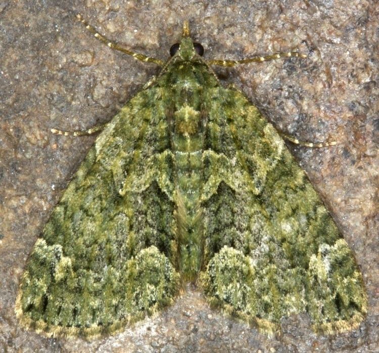 Chloroclysta siterata 095 Chloroclysta siterata Redgreen Carpet British Lepidoptera