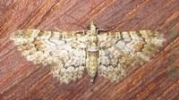 Chloroclystis angelica
