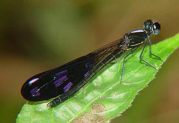 Chlorocyphidae Chlorocyphidae