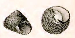 Chlorodiloma adelaidae