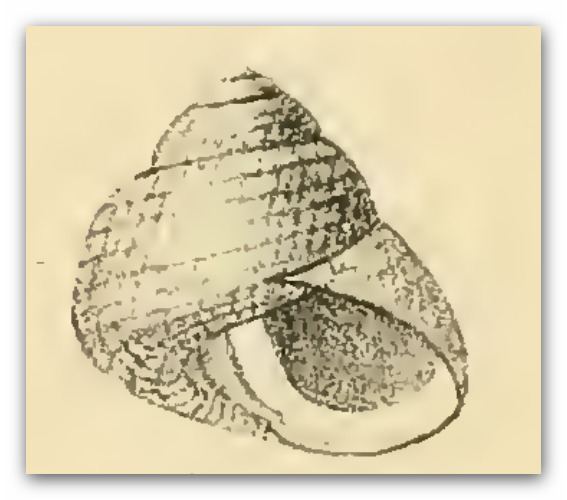 Chlorodiloma crinita