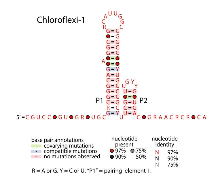 Chloroflexi-1 RNA motif