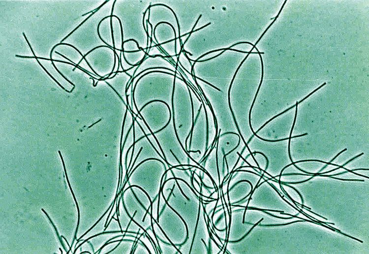 Chloroflexus aurantiacus PNNL News Microbes take their vitamins for the good of science