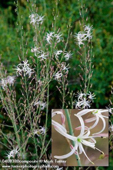 Chlorogalum pomeridianum Chlorogalum pomeridianum wavyleaf soap plant Wildflowers of the