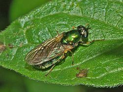 Chloromyia formosa Chloromyia formosa Wikipedia