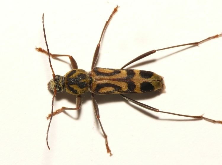 Chlorophorus annularis the bamboo tiger longicorn or bamboo borer, has 3 pairs of legs, has a brown and black body.