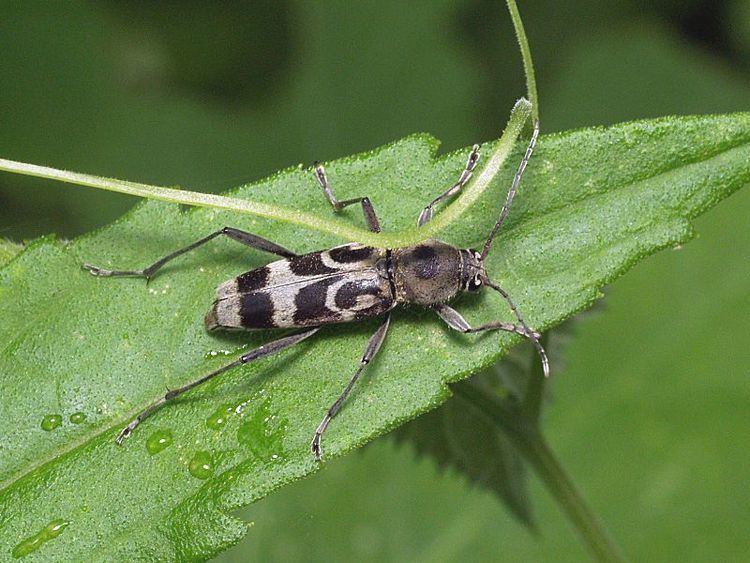 Long-horned Beetle also called Chlorophorus macaumensis, has 3 pairs of legs, a black and brown body, and lives on a green leaf.