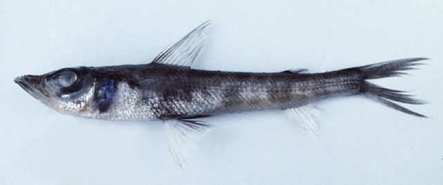 Chlorophthalmus Fish Identification