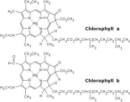 Chlorophyll FoodInfonet Chlorophyll
