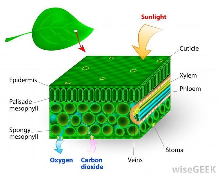 Chlorophyll What is Chlorophyll with pictures