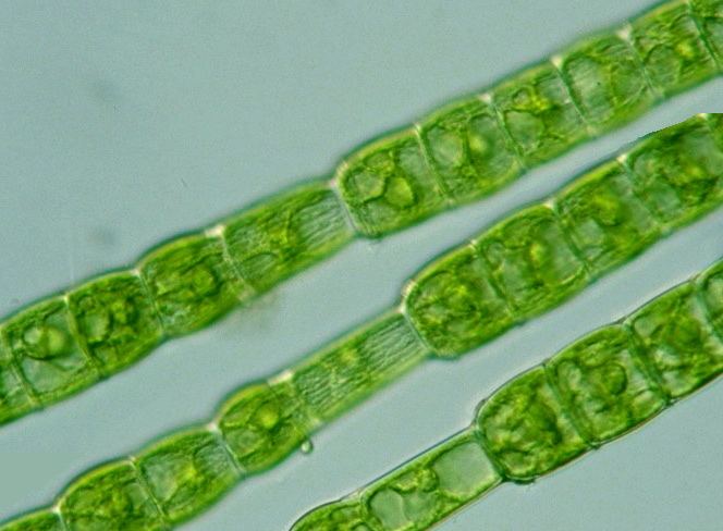 Chlorophyta MONTESSORI BIOLOGY Phylum Chlorophyta Pinegreenwoods