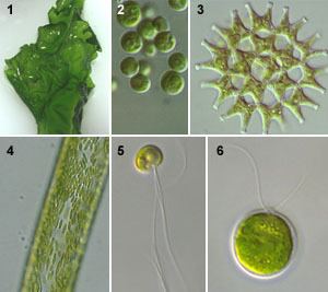 Chlorophyta ChlorophytaIMGjpg